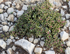 Trianthema parvifolia