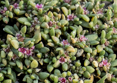 Trianthema parvifolia