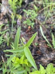 Orbexilum psoralioides