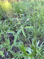 Orbexilum psoralioides