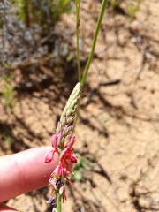 Indigofera psoraloides