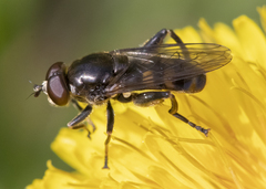 Chalcosyrphus nemorum