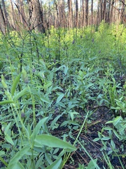 Orbexilum psoralioides