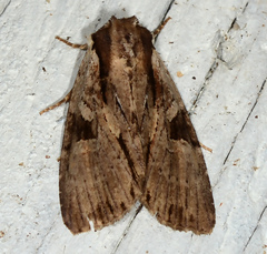 Morrisonia triangula