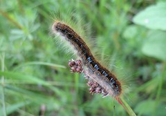 Malacosoma castrense