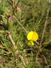Aspalathus uniflora