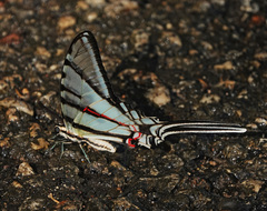 Protographium epidaus epidaus