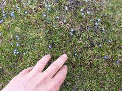 Rhodohypoxis deflexa