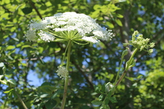 Angelica cincta