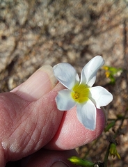Oxalis argyrophylla