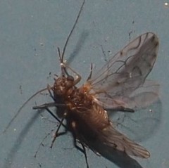 Lachesilla