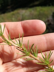 Aspalathus uniflora