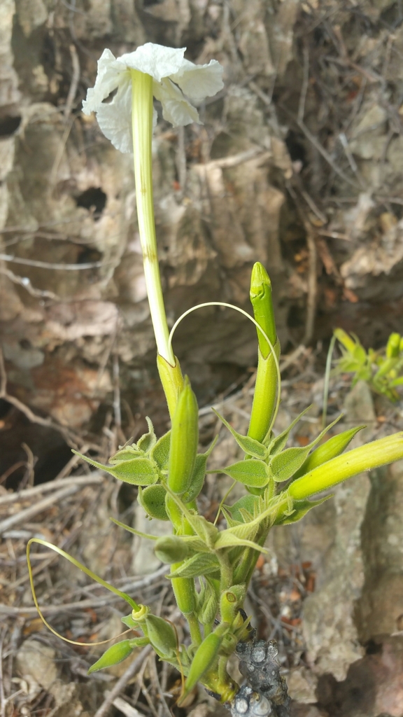 Stereospermum longiflorum