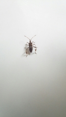 Leptoglossus occidentalis