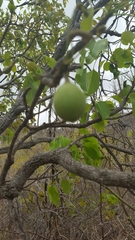 Capurodendron