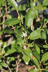 Tricalysia capensis