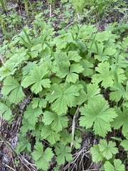 Anemonastrum baicalense