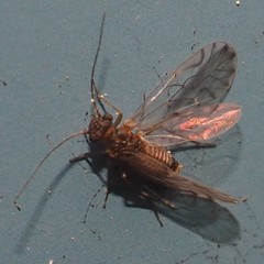 Lachesilla