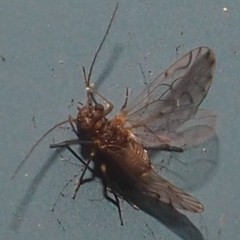 Lachesilla