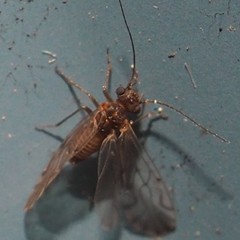 Lachesilla