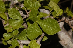 Gardenia resiniflua