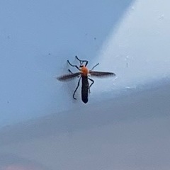 Plecia americana