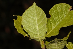 Gardenia resiniflua