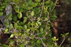 Gardenia resiniflua