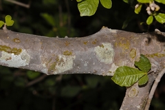 Gardenia resiniflua