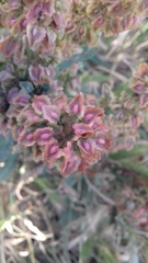 Rumex