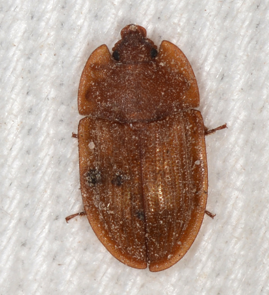 Amphotis schwarzi