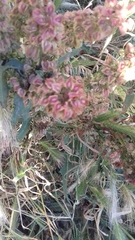 Rumex