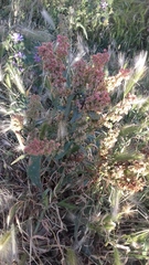 Rumex