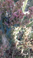 Rumex