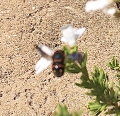 Anthidiellum perplexum