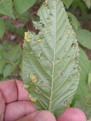 Taphrina virginica