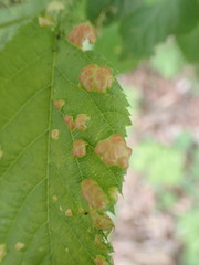Taphrina virginica
