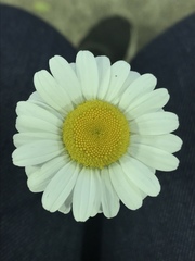 Leucanthemum vulgare