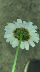 Leucanthemum vulgare