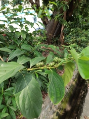 Morinda citrifolia