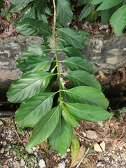 Morinda citrifolia