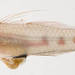 Gobio Cristal - Photo (c) Smithsonian Institution, National Museum of Natural History, Department of Vertebrate Zoology, Division of Fishes, algunos derechos reservados (CC BY-NC-SA)