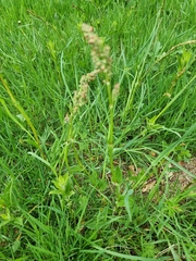 Rumex acetosa