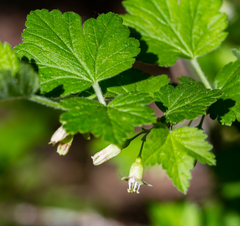 Ribes hirtellum