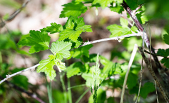 Ribes hirtellum