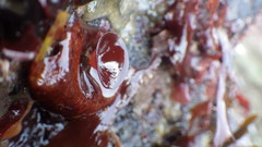 Constantinea simplex