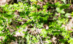 Ribes hirtellum