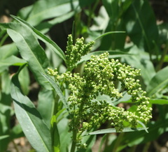 Rumex pallidus