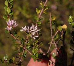 Agathosma venusta