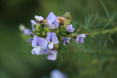 Psoralea glabra